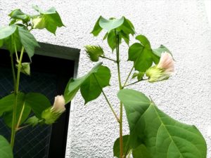 オーガニックコットンの花です