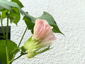 オーガニックコットンの花です。アップでみるとこんな感じ